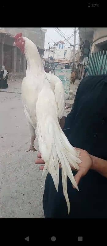 white Heera Aseel 1