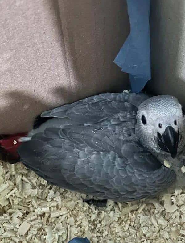 African grey parrot for sale. 0319-4340-226 2