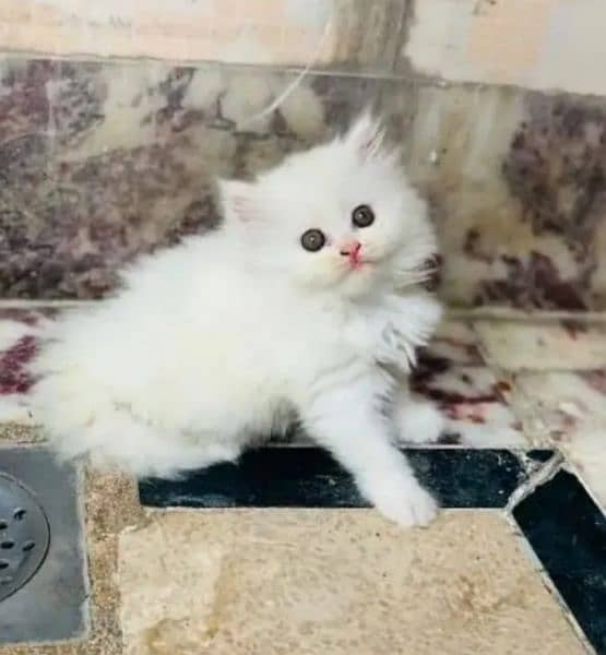 Persian cat raabta number 03287625932 WhatsApp 0