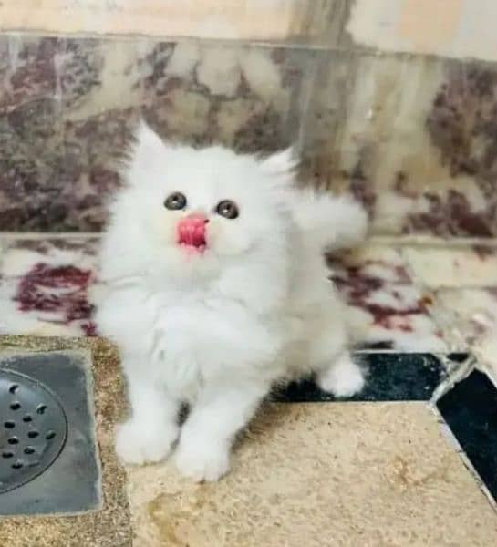 Persian cat raabta number 03287625932 WhatsApp 1