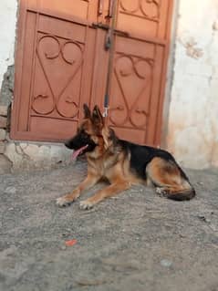 German shepherd female breeder available