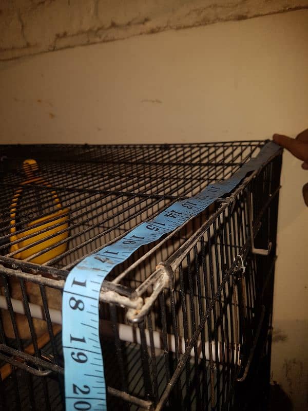 Birds Cage 3