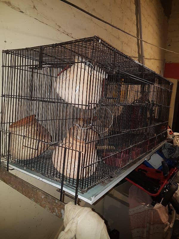 Birds Cage 4