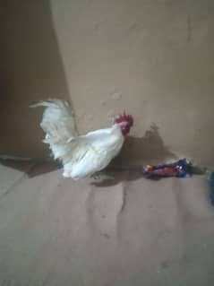 0 size japanese 1 male 2 female for sale a Pluss quality price 7 k