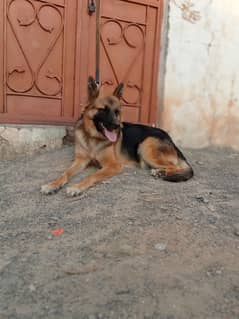 garman shepherd female for sale