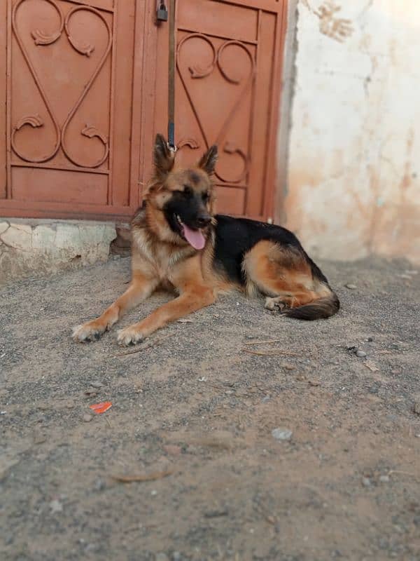 garman shepherd female for sale 0