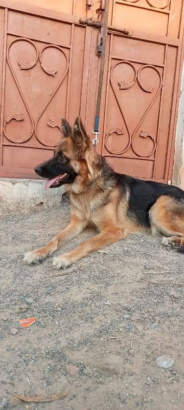 garman shepherd female for sale 1