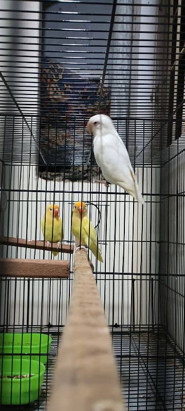 Creamino parblue opaline/ino Green opaline albino exhibition available 6