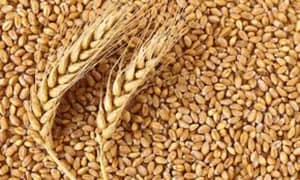 wheat grains