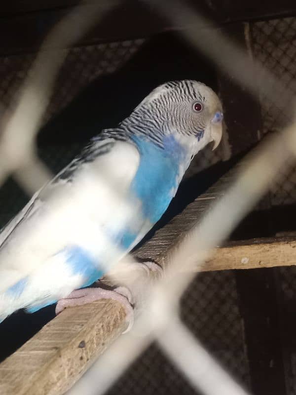 Australian breeder pair 0