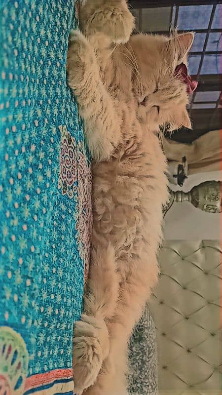 female persian cat Sale/Exchange 1