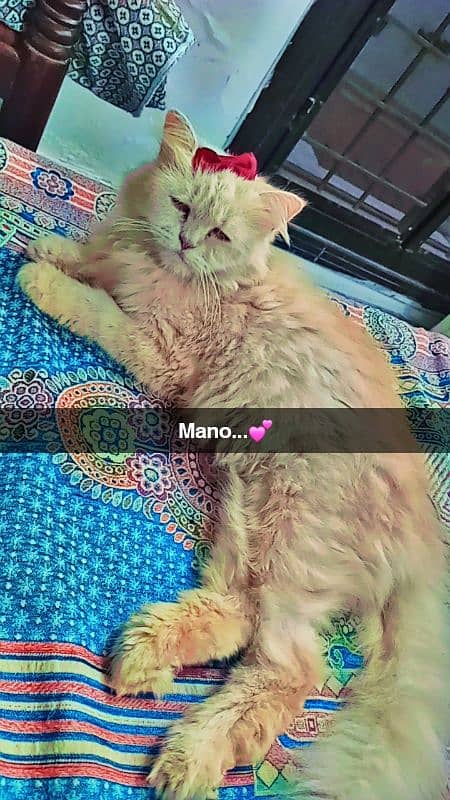 female persian cat Sale/Exchange 3