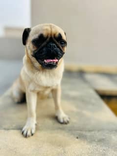 Female Pug Dog for Sale