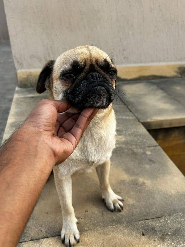 Female Pug Dog for Sale 1