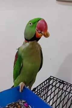 raw parrot for sale my WhatsApp number 03475940629