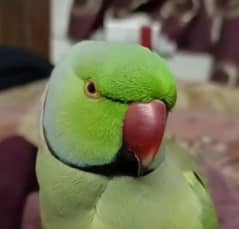 raw parrot for sale my WhatsApp number 03475940629