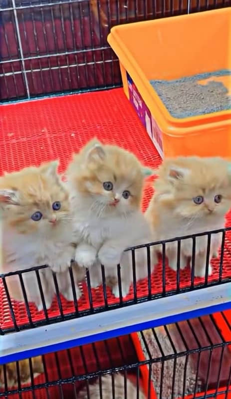 Cute Persian doll face cat babies 0