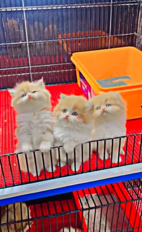 Cute Persian doll face cat babies 2