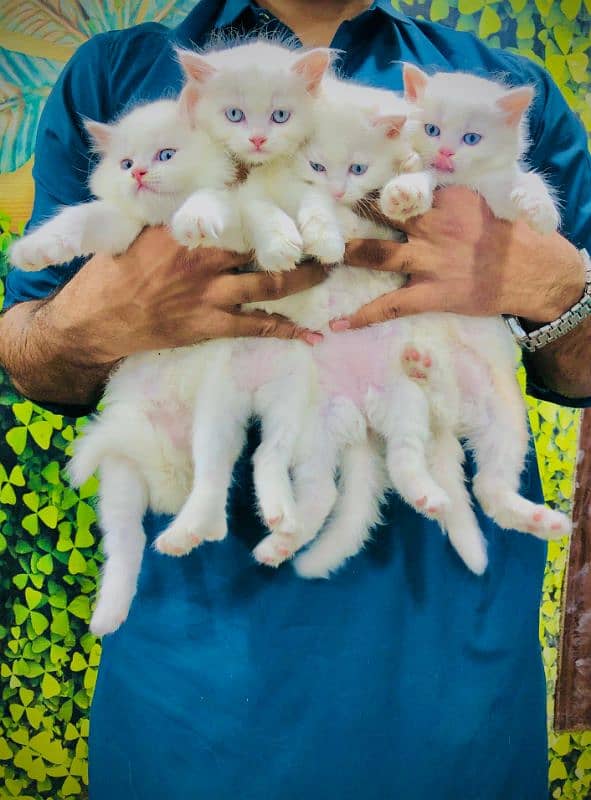 Persian hamalian british punch face piki face cat's and kitten's 17