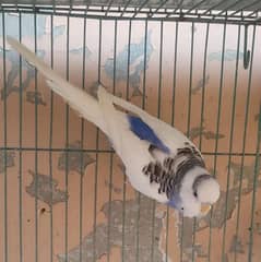 Budgies for sale