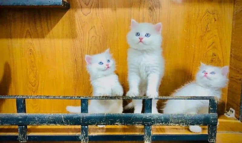 persian cat for sale 2 month age WhatsApp number 03417057463 0