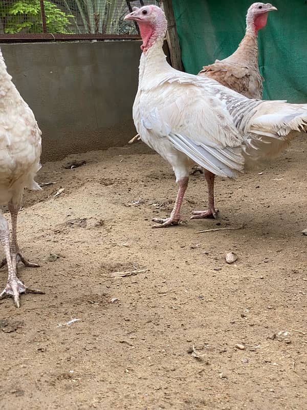 Turkey bird for sale 3