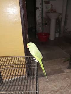 green hand tame parrot