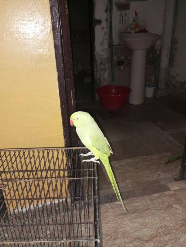 green hand tame parrot 0