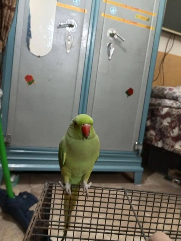 green hand tame parrot 1