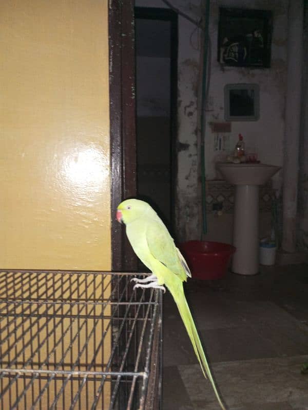 green hand tame parrot 2