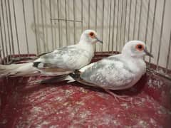 blue pied dove pair