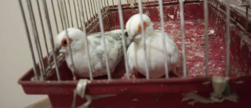 blue pied dove pair 2