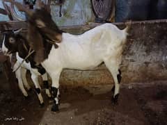 Bakri