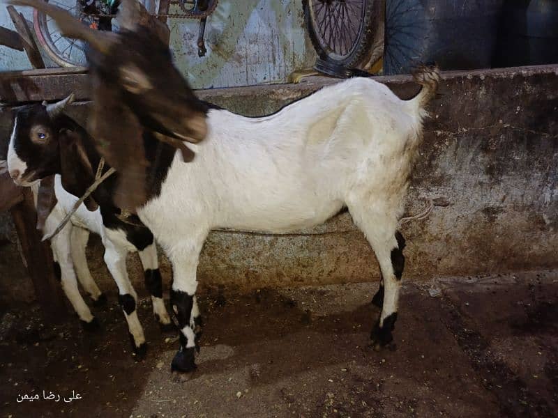 Bakri for sell 0