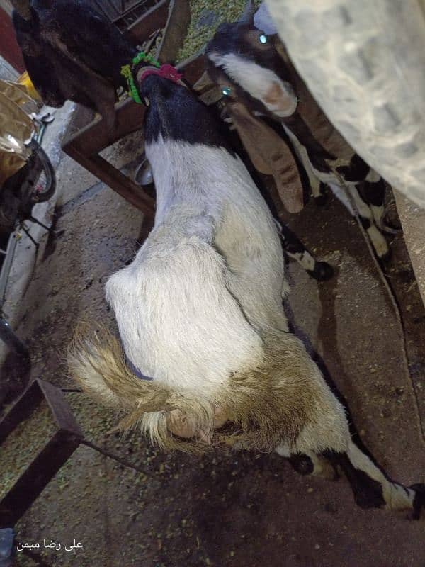 Bakri for sell 1