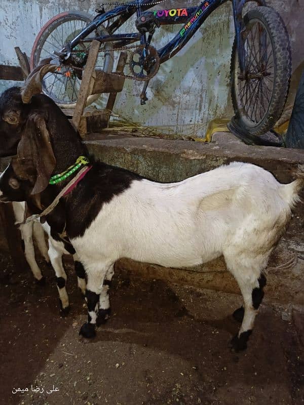 Bakri for sell 3