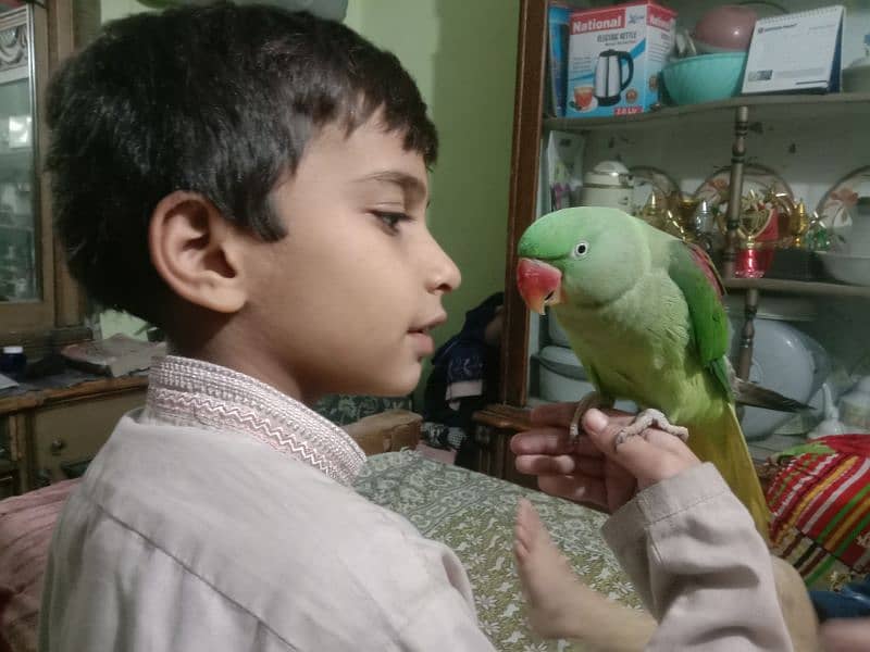 kashmiri Raw 1.5 year age talking parrot semi tam 0