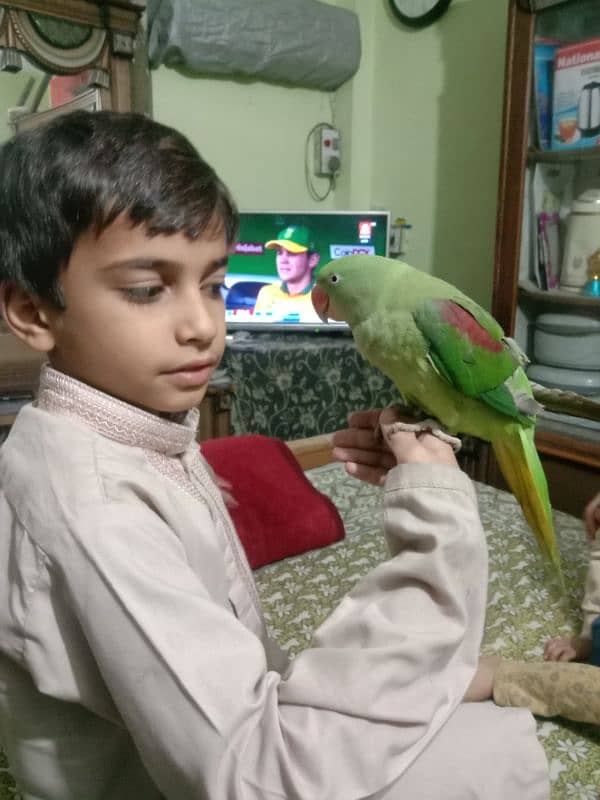 kashmiri Raw 1.5 year age talking parrot semi tam 1