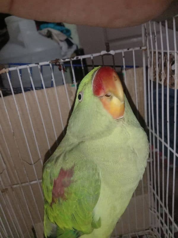 kashmiri Raw 1.5 year age talking parrot semi tam 2