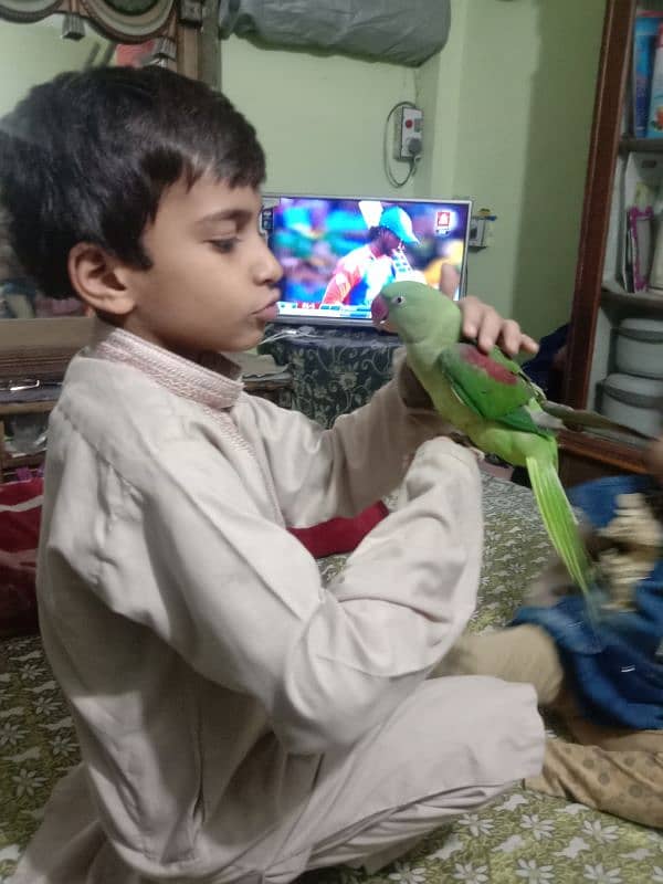 kashmiri Raw 1.5 year age talking parrot semi tam 3