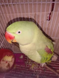 kashmiri Talking Parrot 1.5 year age talking parrot  Zero bites