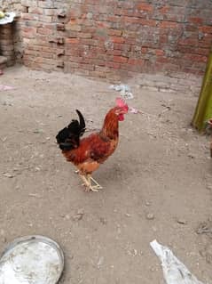 Desi male female Desi hens pair patha murga murgi egg start03094157574