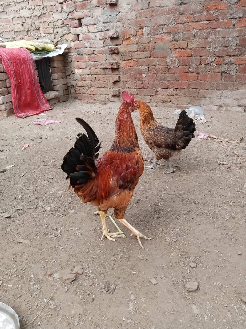 Desi male female Desi hens pair patha murga murgi egg start03094157574 1