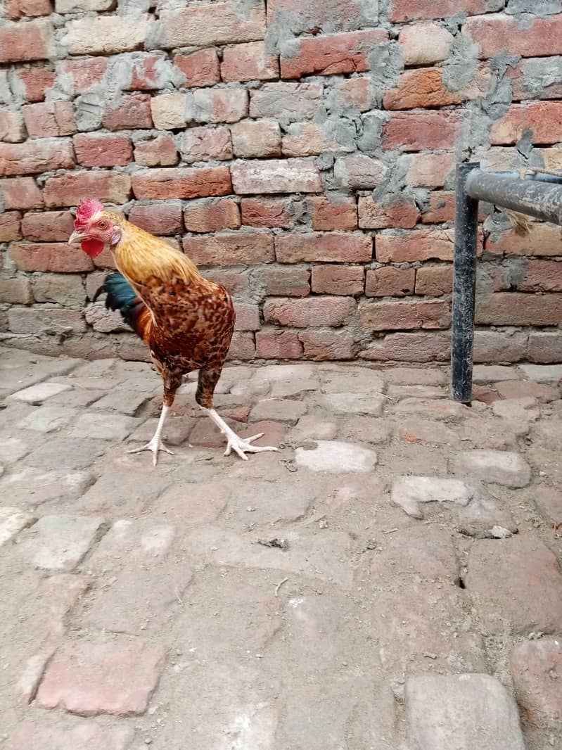 Desi male female Desi hens pair patha murga murgi egg start03094157574 3