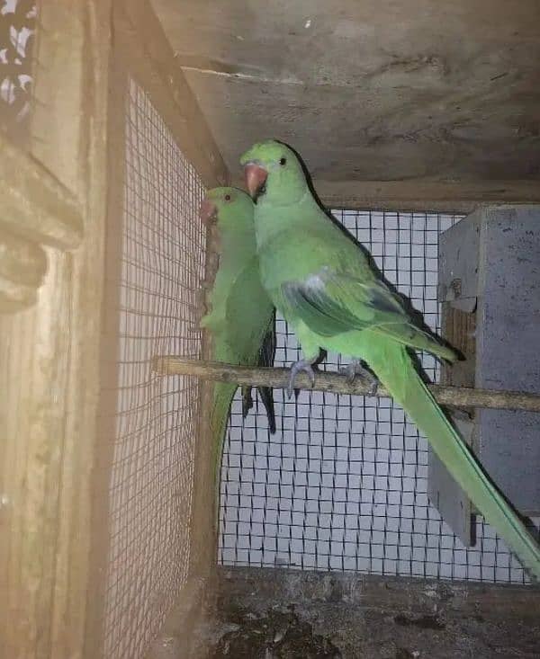 green khata breeder pair for sale femail hand tame bi  ha 1