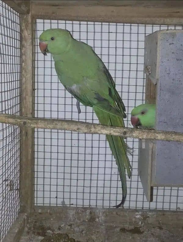 green khata breeder pair for sale femail hand tame bi  ha 3