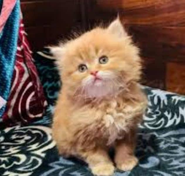 persian cat for sale 2 month age WhatsApp number 03267720525 0