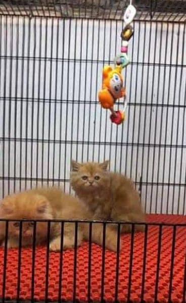 persian cat for sale 2 month age WhatsApp number 03267720525 1