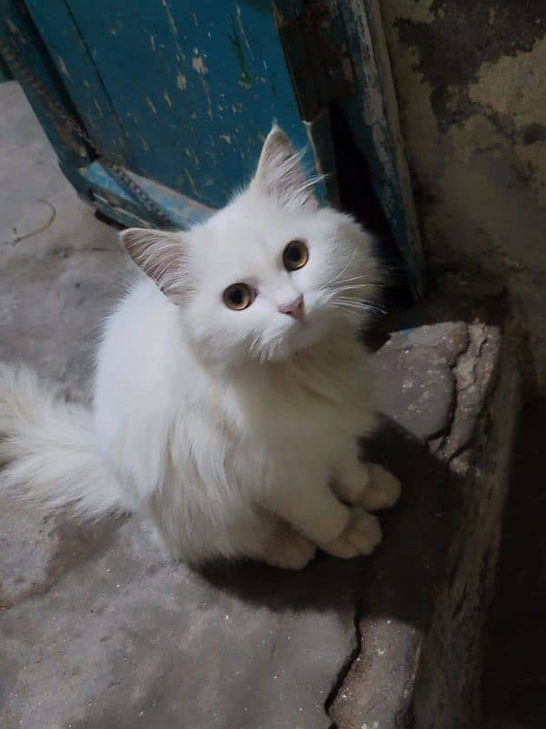 cat For sele Gare k palei hy 2