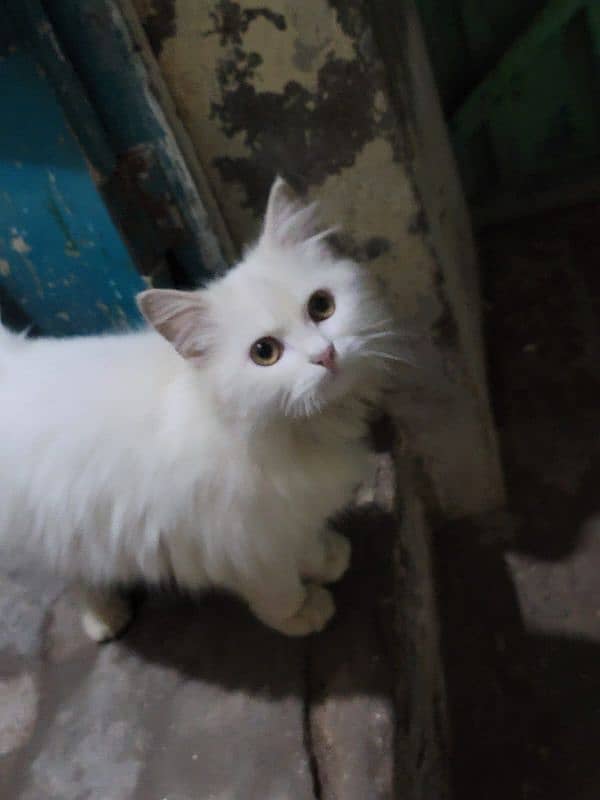 cat For sele Gare k palei hy 3